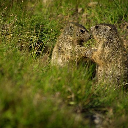 Rifugio Sass Bece Hotel Canazei Eksteriør billede